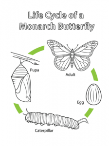 Caterpillar to butterfly life cycle